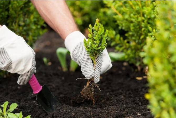 Як садити лаванду: покрокове керівництво 3
