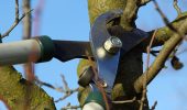 Spring pruning of fruit trees – when and how