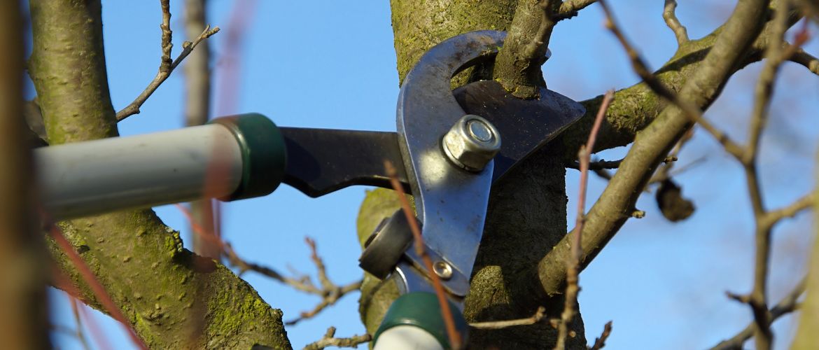 Spring pruning of fruit trees – when and how