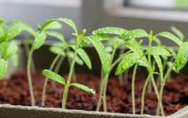 How to protect seedlings from pests + bonus video