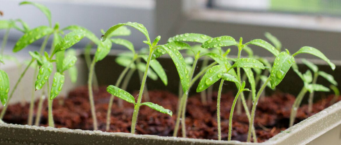 How to protect seedlings from pests + bonus video