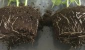 Natural root stimulants + bonus video