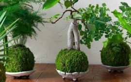 Kokedama – what is it and how to make it yourself