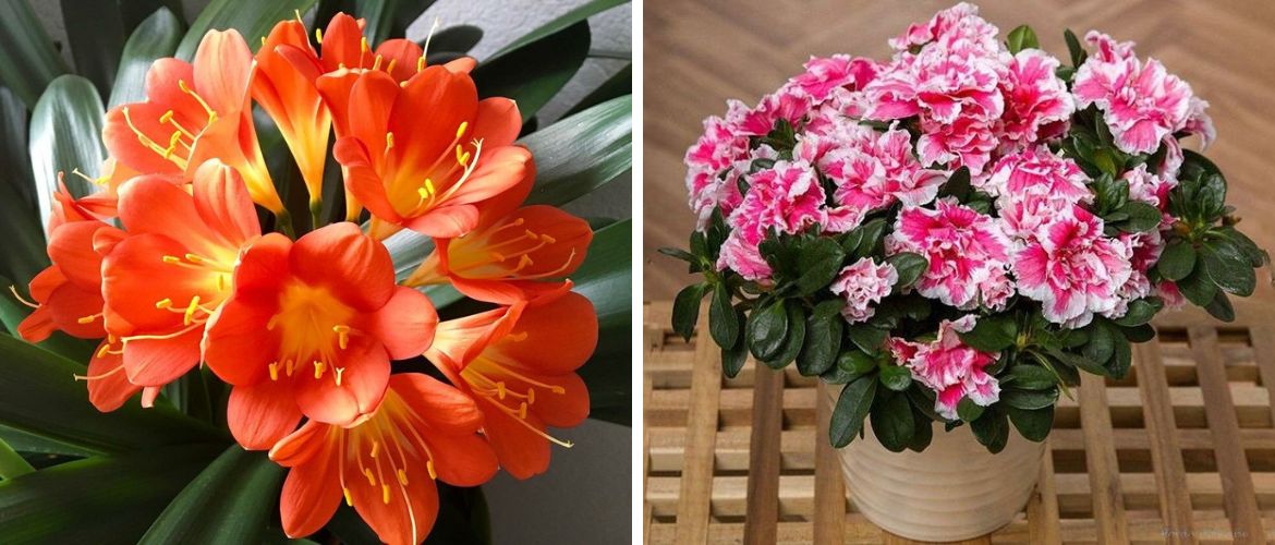 Houseplants that bloom all year round