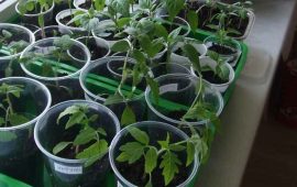 Как прорастить сухие семена томатов для раннего урожая +бонус-видео