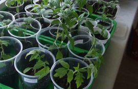 Як проростити сухе насіння томатів для раннього врожаю +бонус-відео
