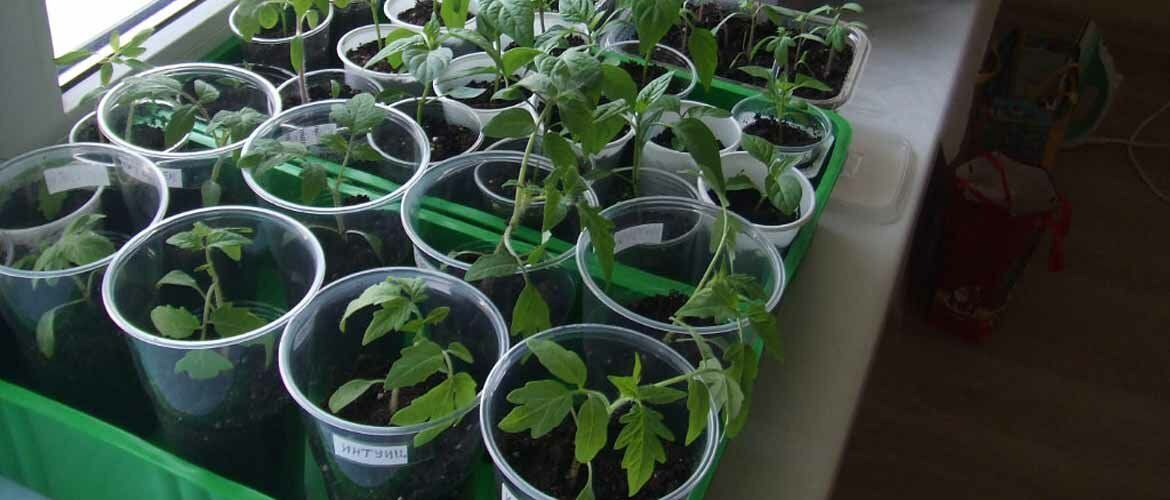 Як проростити сухе насіння томатів для раннього врожаю +бонус-відео