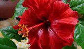 How to properly feed hibiscus (Chinese rose)