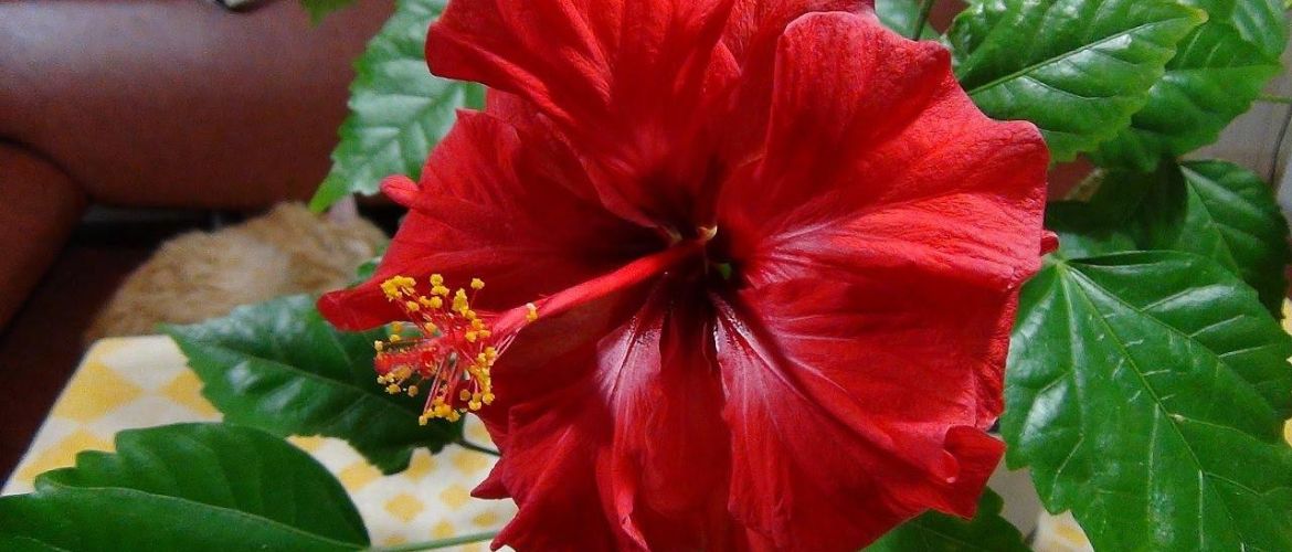 How to properly feed hibiscus (Chinese rose)