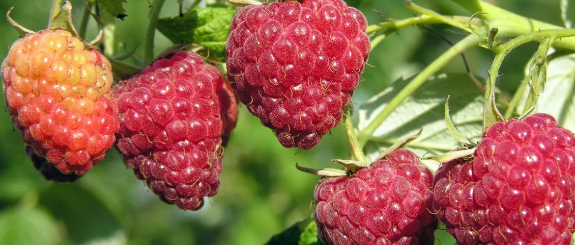 Raspberry care in spring + bonus video