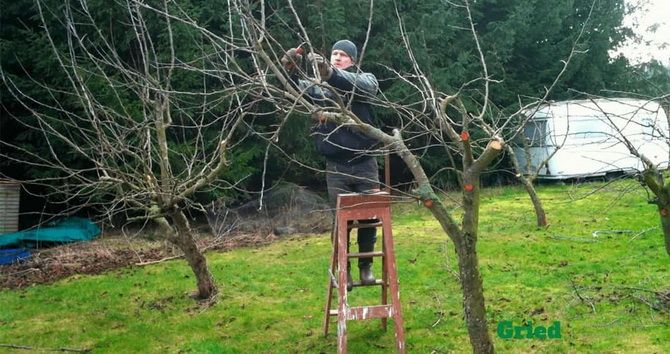 Spring pruning of fruit trees – when and how 1