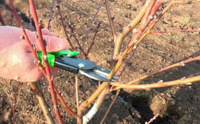Spring pruning of fruit trees – when and how 2
