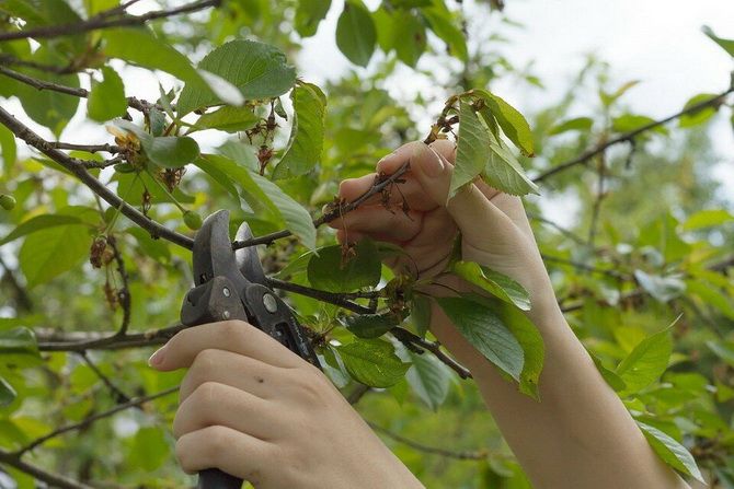 Spring pruning of fruit trees – when and how 3
