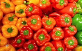 How to fertilize bell pepper + bonus video