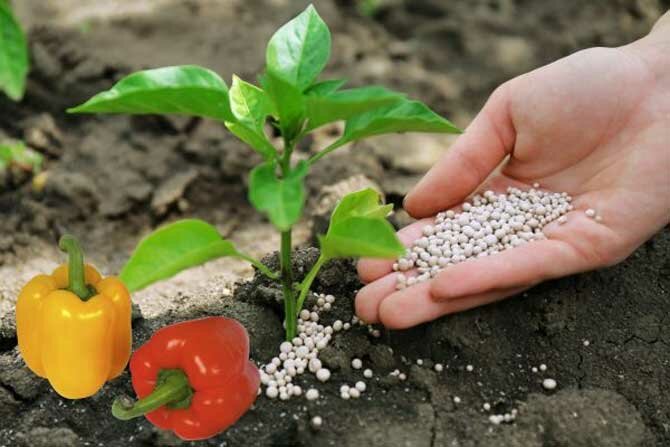 How to fertilize bell pepper + bonus video 3