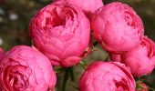 Прекрасні троянди флорибунда Помпонелла