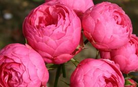 Beautiful floribunda pomponella roses