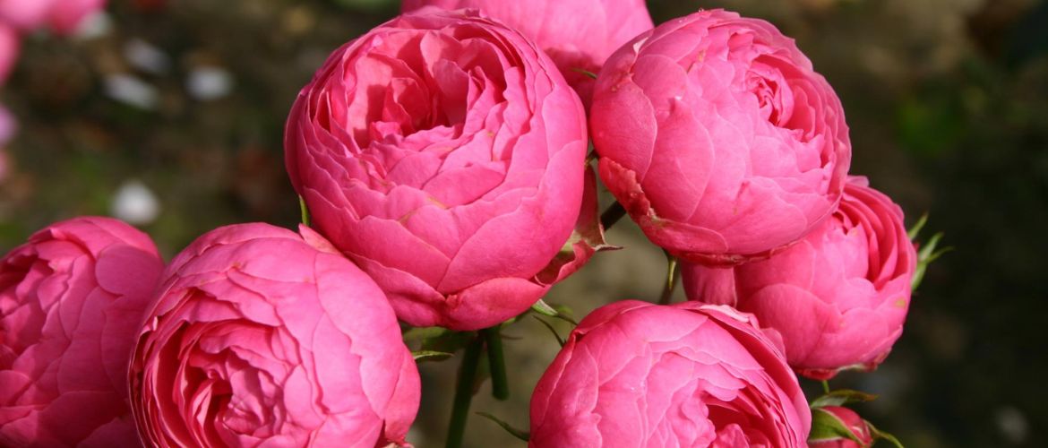 Schöne Floribunda-Pomponella-Rosen