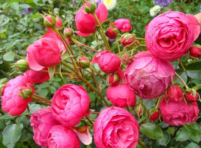 Beautiful floribunda pomponella roses 1