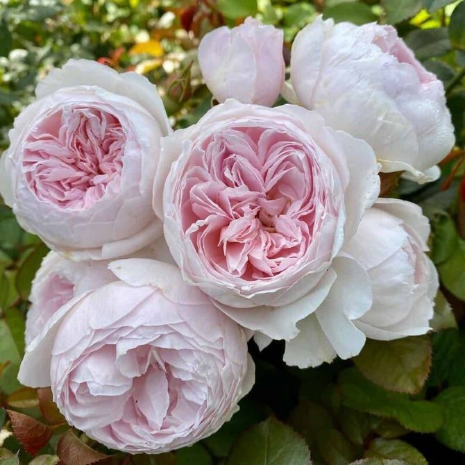 Прекрасні троянди флорибунда Помпонелла 3