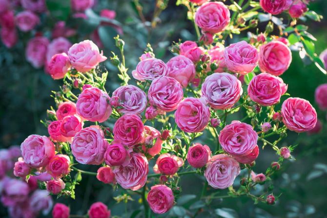 Прекрасні троянди флорибунда Помпонелла 4