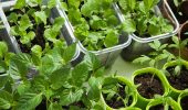 What vegetable crops to sow in March for seedlings + bonus video