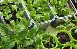What vegetable crops to sow in March for seedlings + bonus video