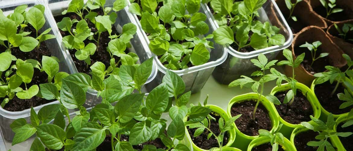 Welche Gemüsepflanzen im März für Setzlinge gesät werden sollen + Bonusvideo