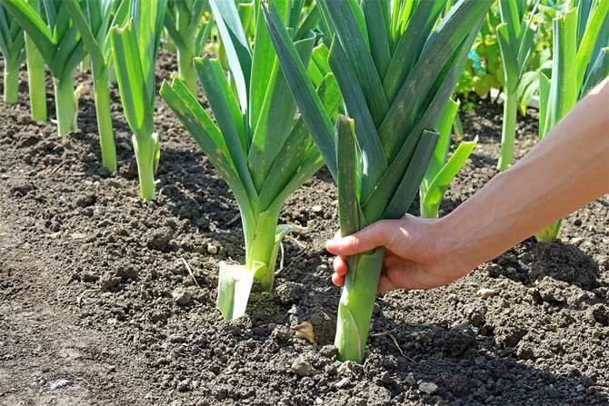 Welche Gemüsepflanzen im März für Setzlinge gesät werden sollen + Bonusvideo 3