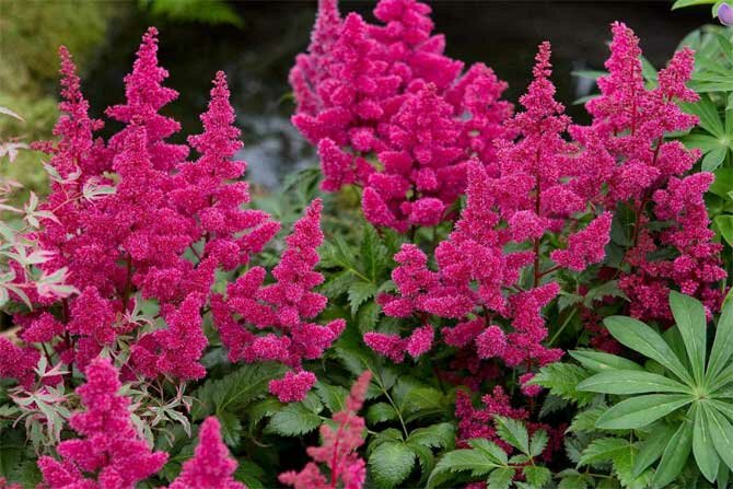 Flowering shrubs for your garden + bonus video 1