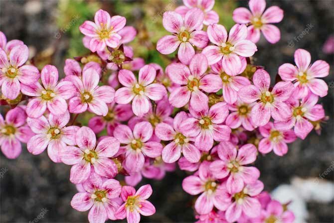 Blühende Sträucher für Ihren Garten + Bonusvideo 3