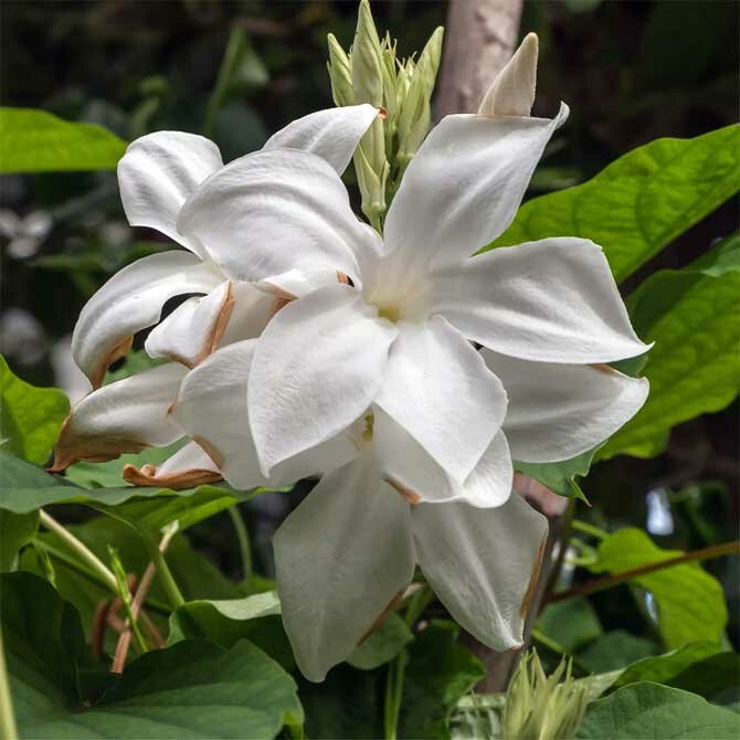 Flowering shrubs for your garden + bonus video 4