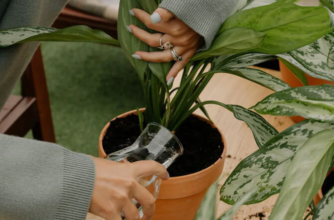 Лечение домашних растений — пошаговая инструкция +бонус-видео 3
