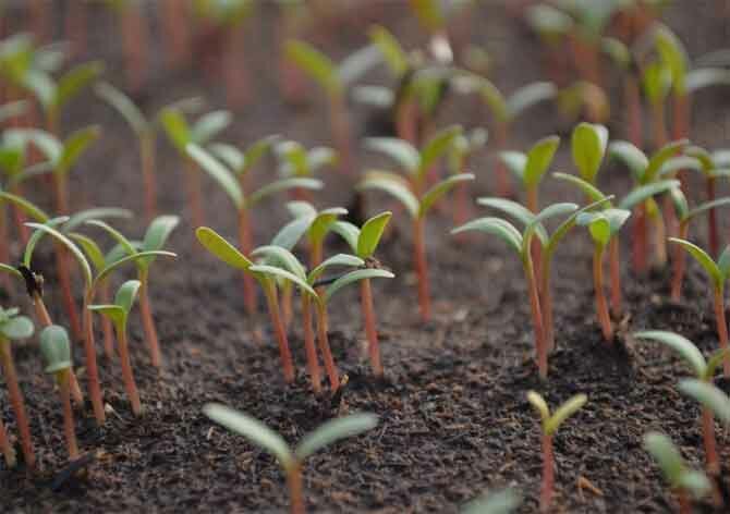 How to germinate dry tomato seeds for early harvest + bonus video 1