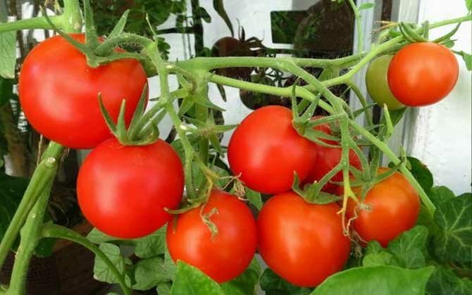 Welche Tomatensorten zum Anpflanzen im Frühjahr wählen + Bonusvideo 1