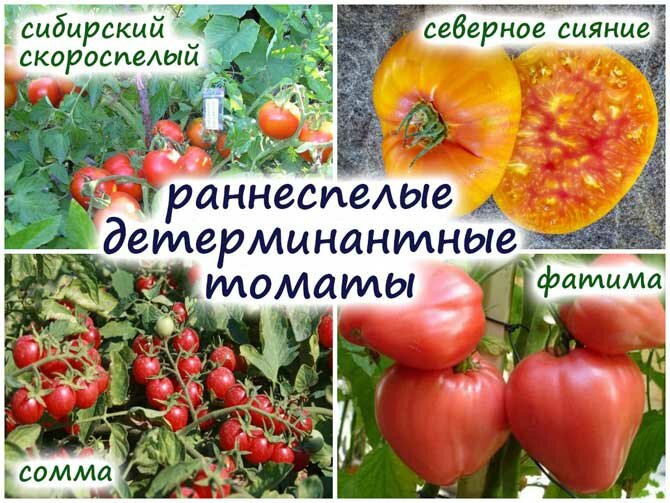 What types of tomatoes to choose for planting in spring + bonus video 2