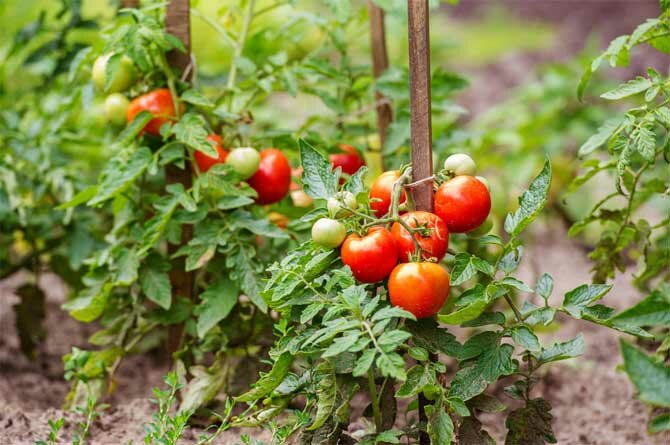 Welche Tomatensorten zum Anpflanzen im Frühjahr wählen + Bonusvideo 3