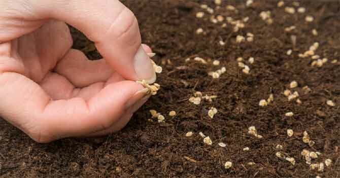 How to germinate dry tomato seeds for early harvest + bonus video 3