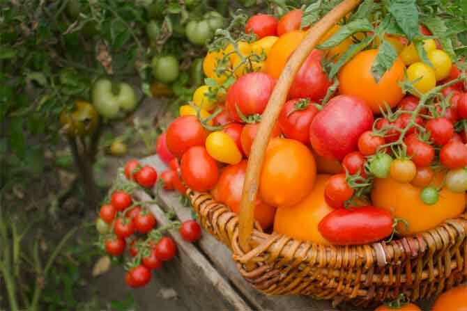 How to germinate dry tomato seeds for early harvest + bonus video 6