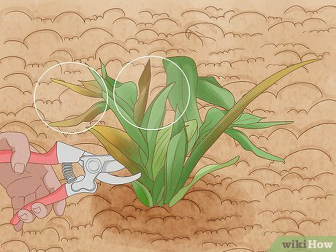 Как правильно ухаживать за срезанными тюльпанами 4