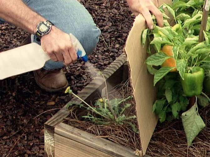 Coffee Grounds Against Parasites – Gardening Hacks and Helpful Tips Part 10 + Bonus Video 1