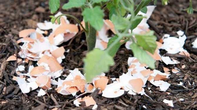 Plastikflaschengärtnerei – Garten Hacks & Tipps Teil 17 + Bonus Video 1