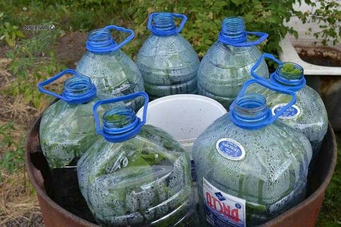 Plastic Bottle Mini Greenhouse – Garden Hacks & Tips Part 16 + Bonus Video 2