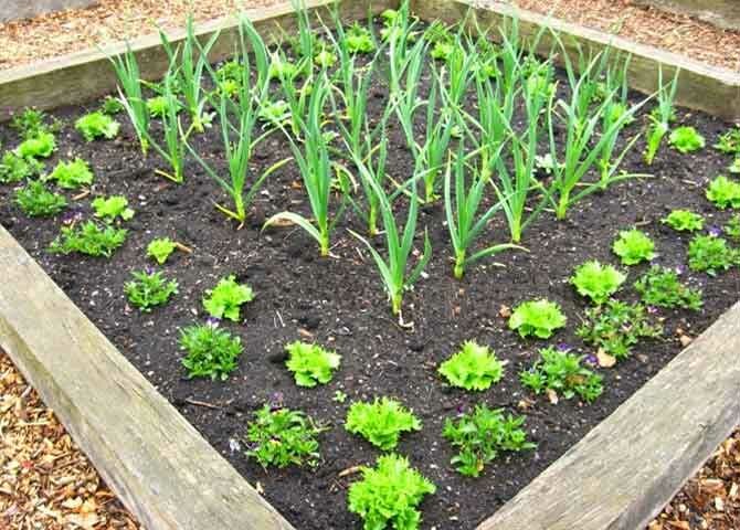 Vegetable Bed – Garden Hacks & Tips Part 23 + Bonus Video 2