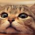 10 интересных фактов о кошках +бонус-видео