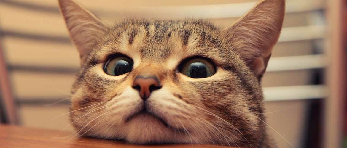 10 интересных фактов о кошках +бонус-видео
