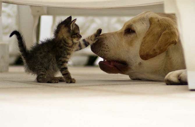 Wie man eine Katze und einen Hund zu Freunden macht + Bonusvideo 4