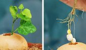 Zwiebeln und eine Plastikflasche – Gartenhacks und nützliche Tipps Teil 20 + Bonusvideo