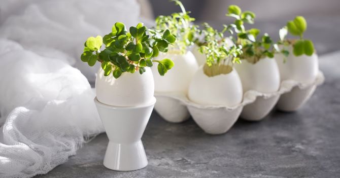 Microgreens in the shell: DIY Easter decoration (+bonus video) 1