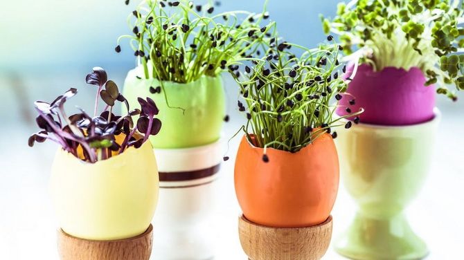 Microgreens in the shell: DIY Easter decoration (+bonus video) 11